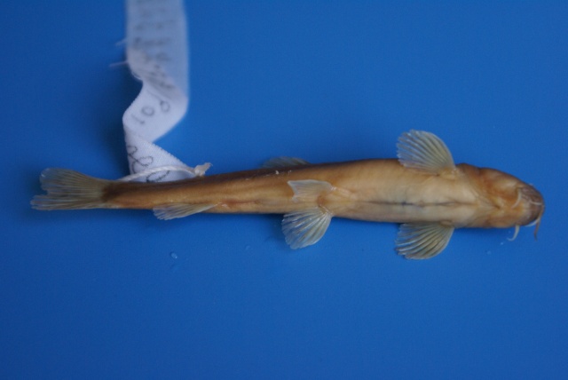 Schistura incerta (Nichols, 1931)